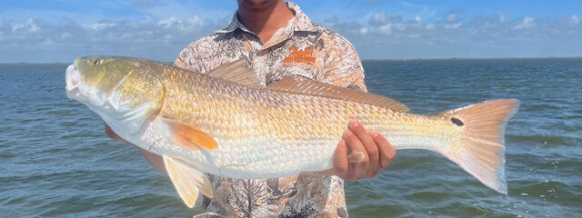 Redfish caught with lure